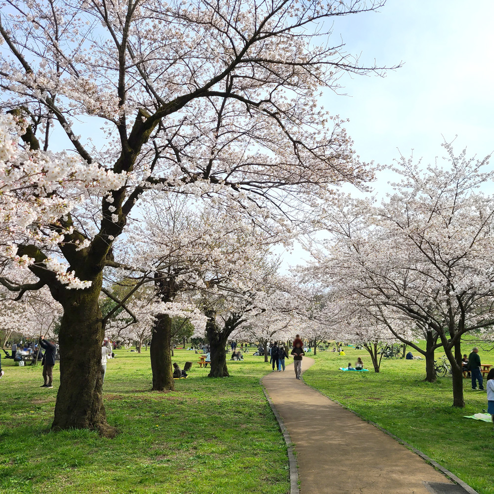 公園の桜