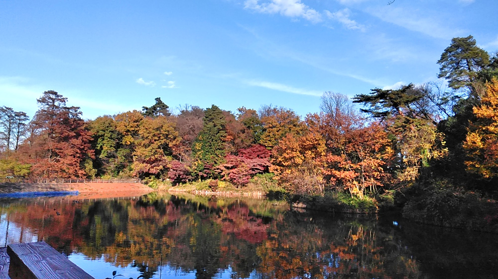 狭山公園の紅葉