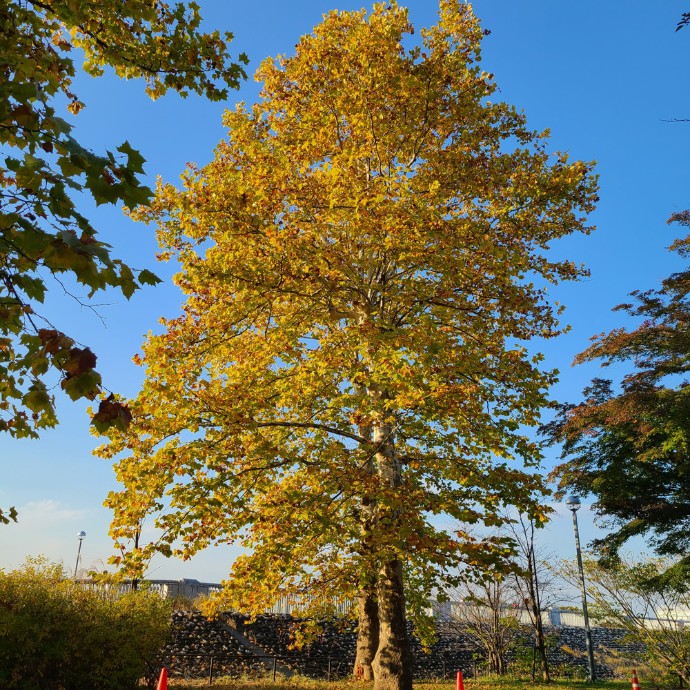 狭山公園の紅葉