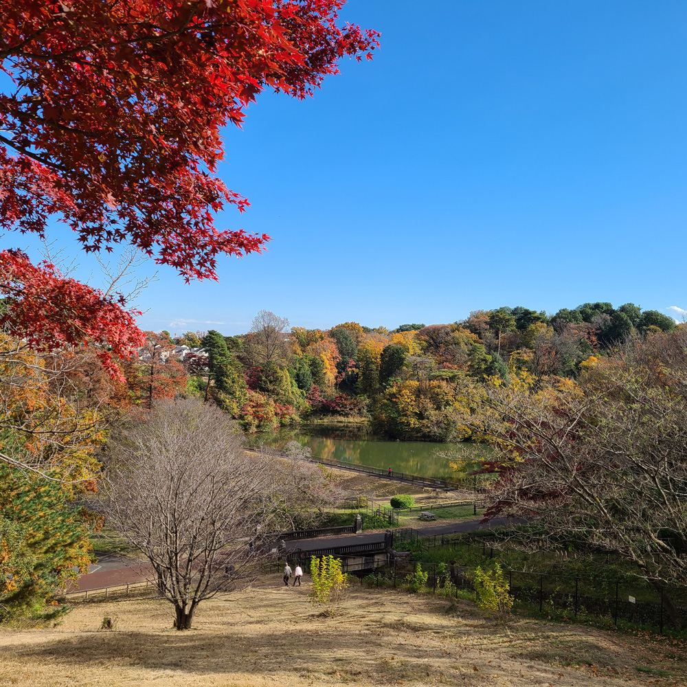 狭山公園の紅葉