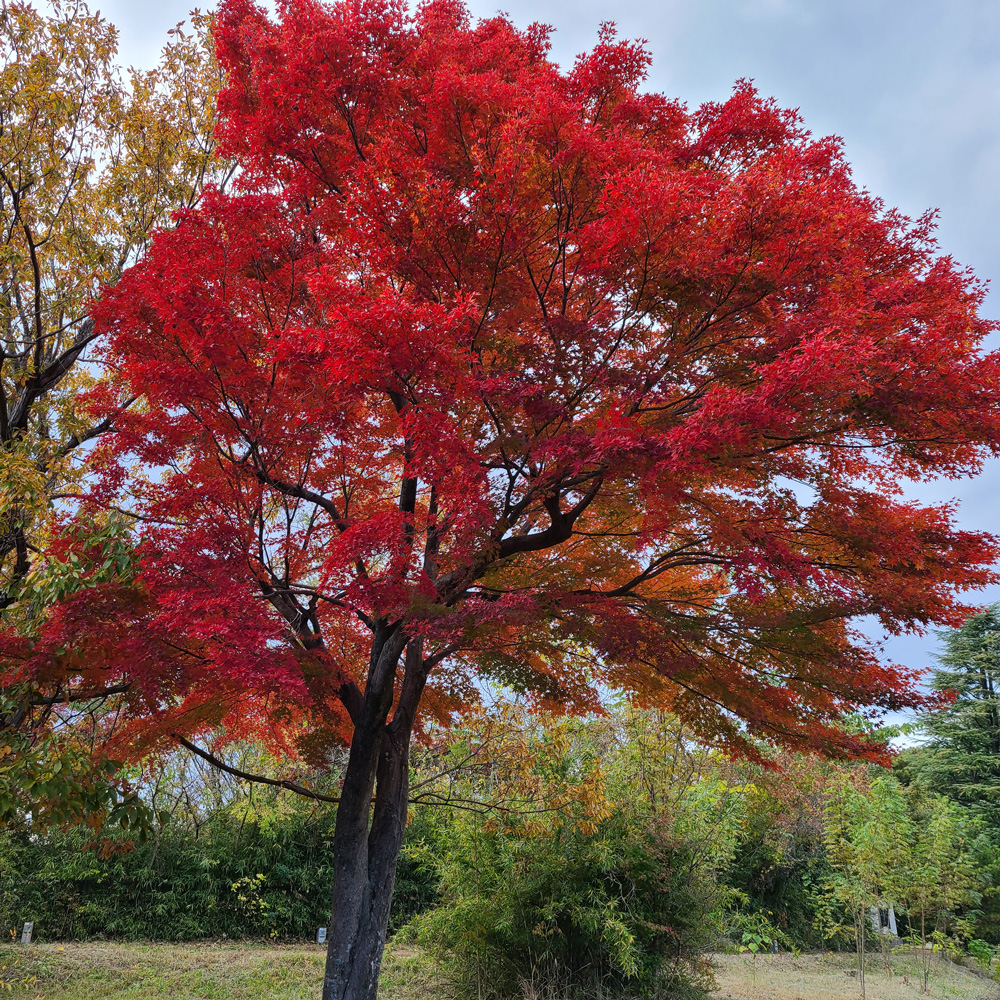 狭山公園の紅葉